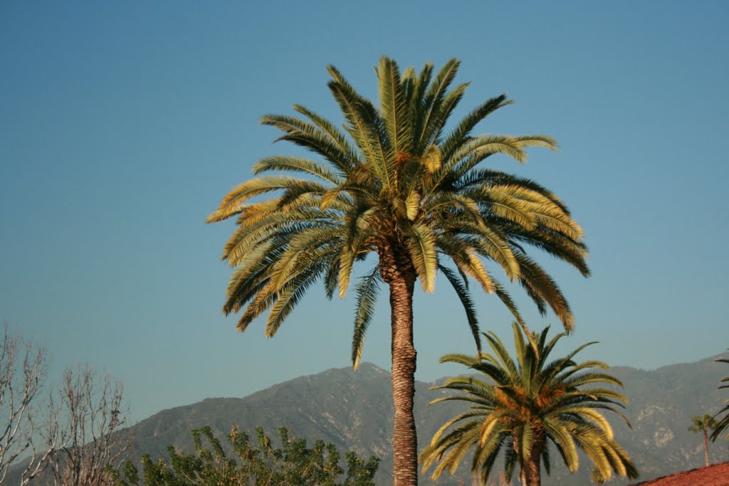 Palms over Monrovia by ghentmills