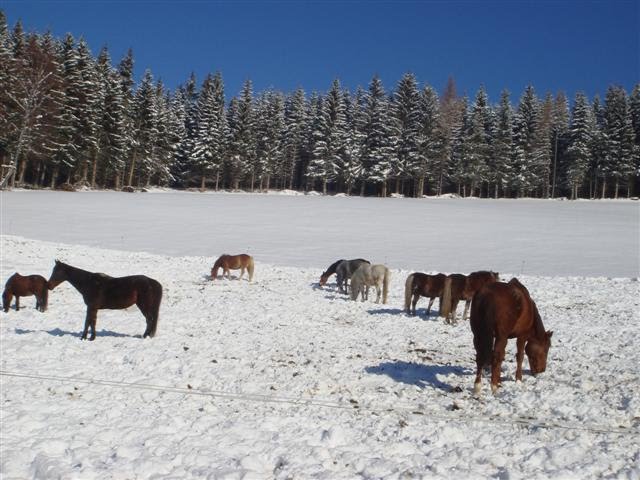 Der Ponyhof in reizvoller Winterlandschaft by Thomas H. Grill