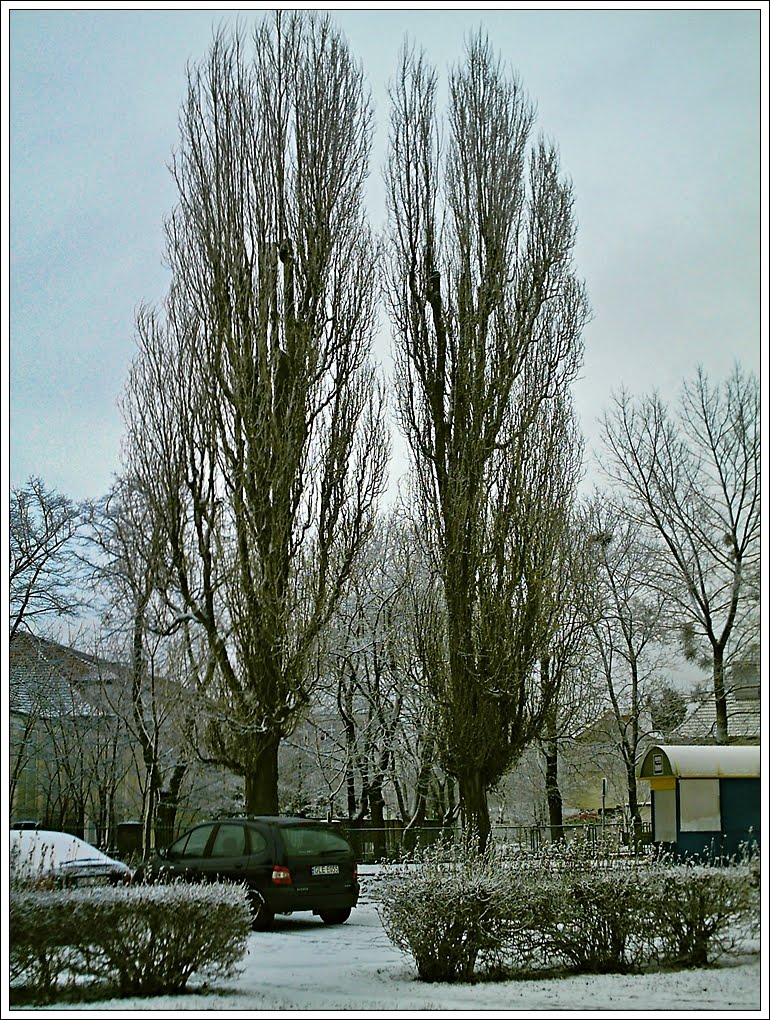 Topola włoska (Populus nigra L. `Italica`)prz ul.I Armii WP. by kerid.