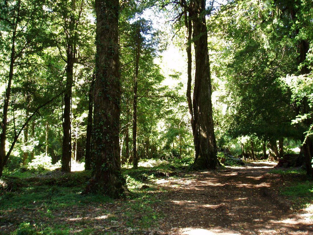 Parque Nacional Huerquehue by ogpicts