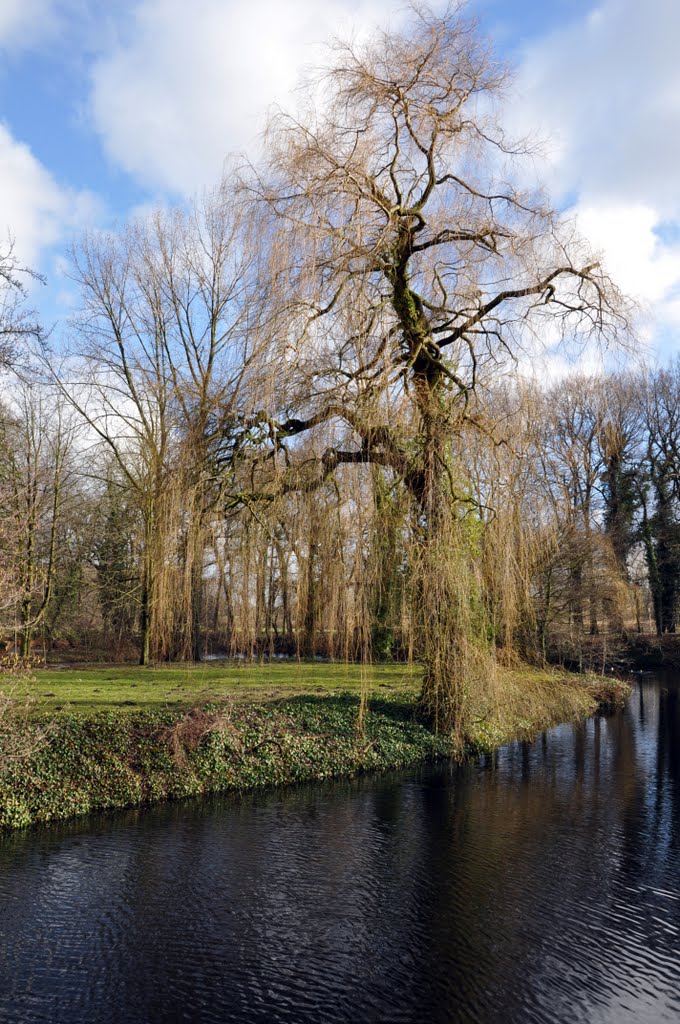 R° Weeping willow - Trauerweide by R°_Ralf K.