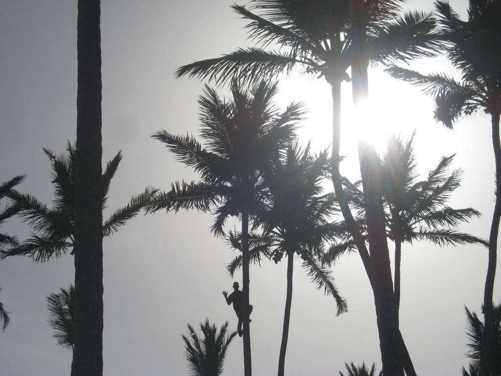 Palmeras de playa de IFA Villas Bavaro by kristinka