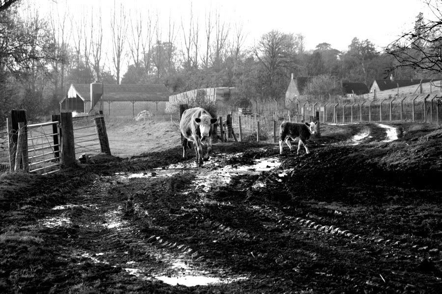 Footpath, Cranford St John, Kettering, Northamptonshire by Martin Sutton