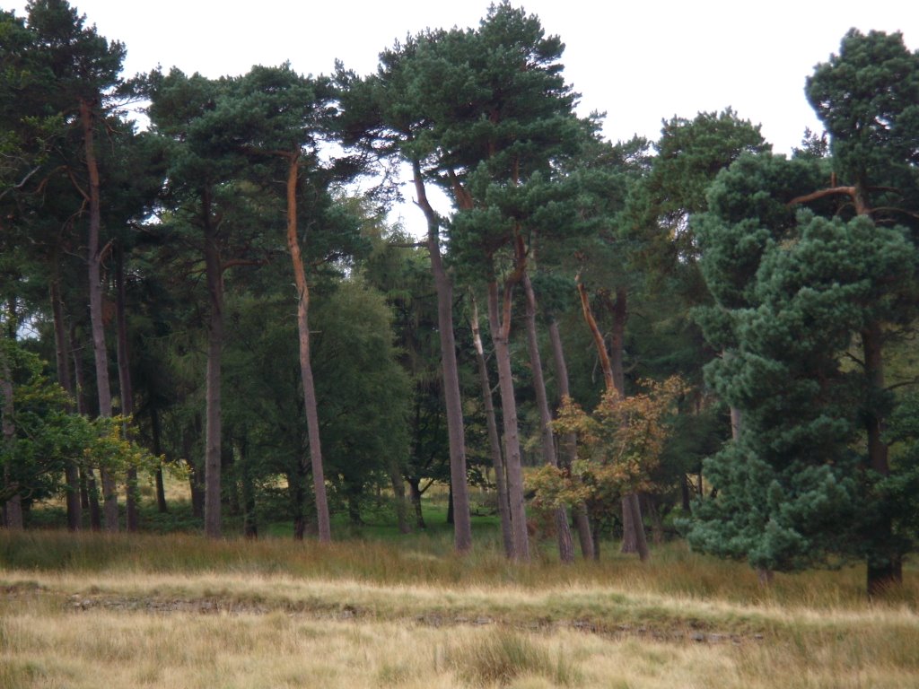 Tall, leaning trees at Longshaw in Derbyshire. by HannibalCat