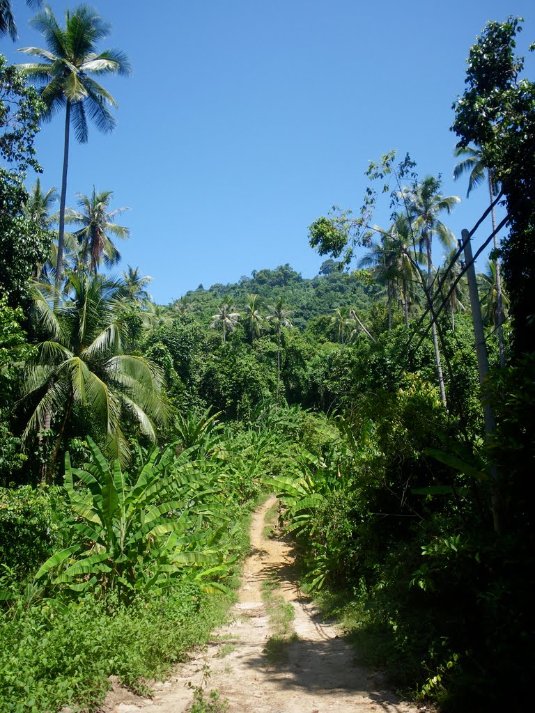 Perhentian Kecil jungle path. May 2010. by Lukas Eddy