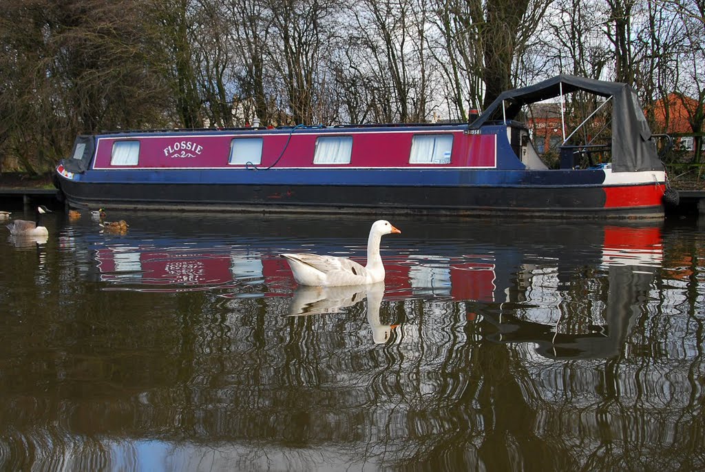 Flossie by David Humphreys