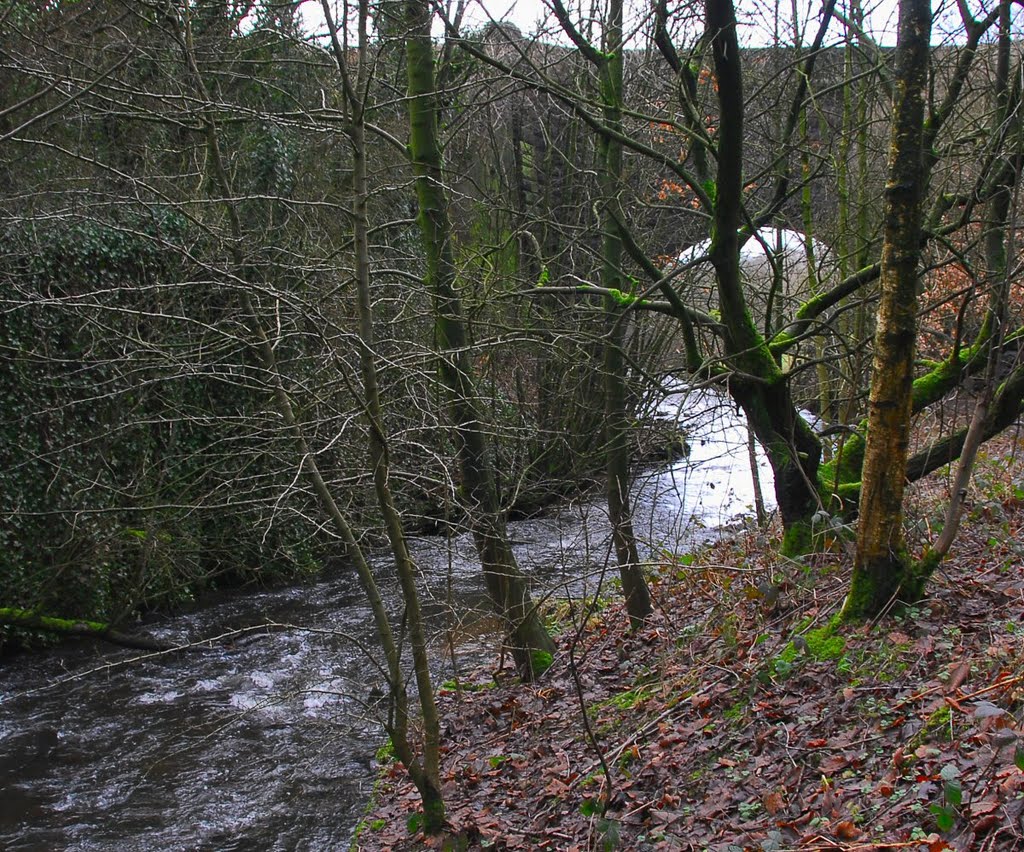 River Douglas by David Humphreys