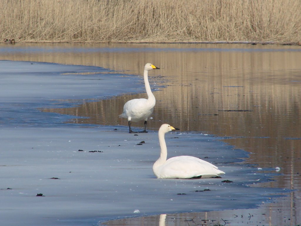 Sweden-Söderhamn-Bergviken sjön-svanar-swan-2007 03 25 by oljaolja