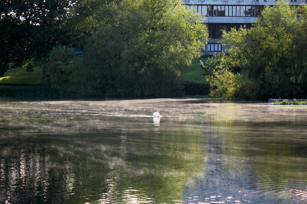 An early riser swan in Stirling University lake by Bartolomeo Gorgoglione