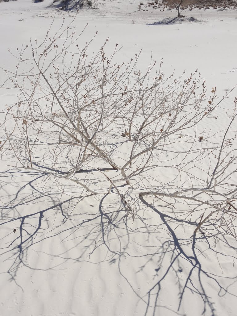 Shadows in White Sands by teton_dave