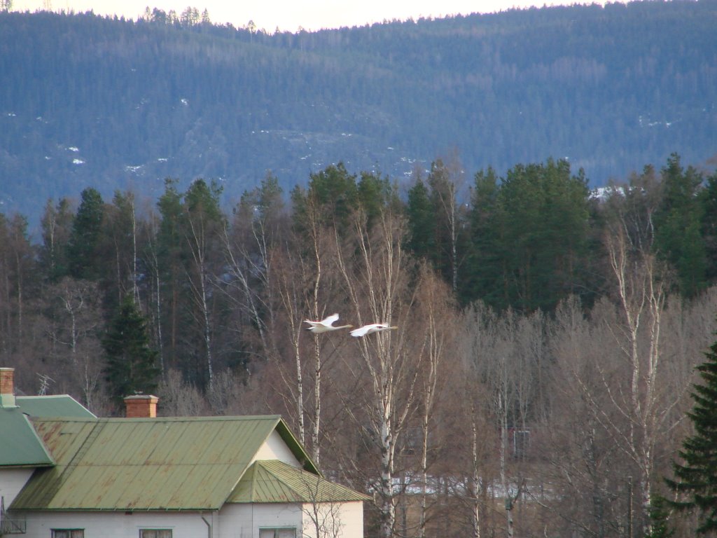 Sweden-Söderhamn-Bergvik-Vansätter-våren-svanar-spring-swan by oljaolja