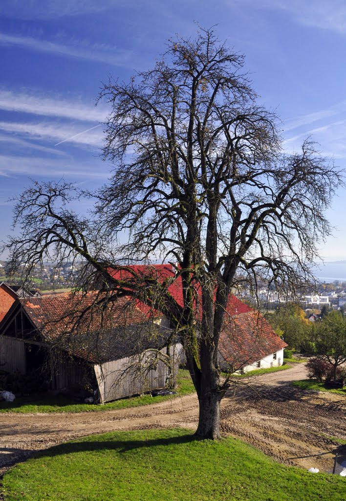 Überlingen - Aufkirch. Himmelblau und Spätherbst. by ®mene