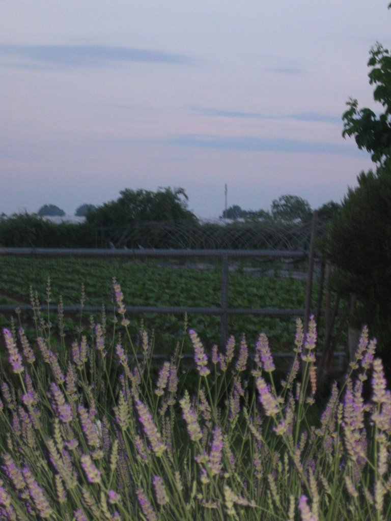 Lavanda by © Giancarlo Melotti