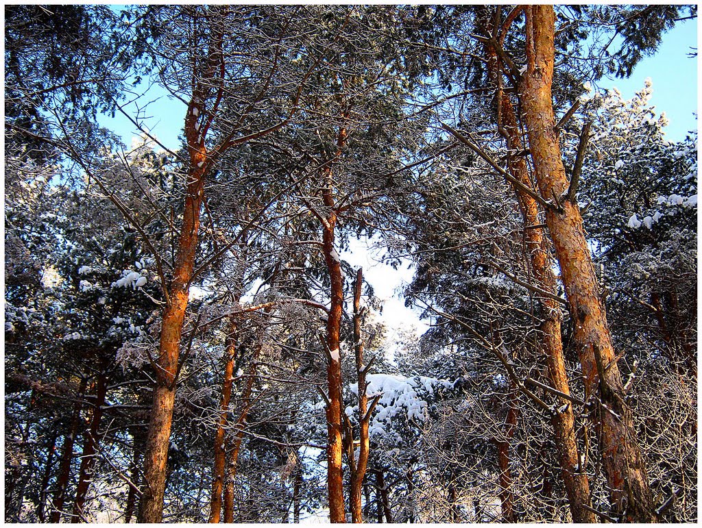 Moskovskiy rayon, Ryazan', Ryazanskaya oblast', Russia by владимир петров