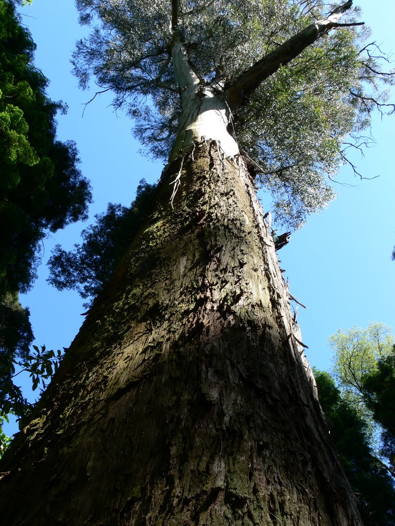 Forêt de Buçaco - Eucalyptus de Tasmanie (Portugal) by jasonvy7