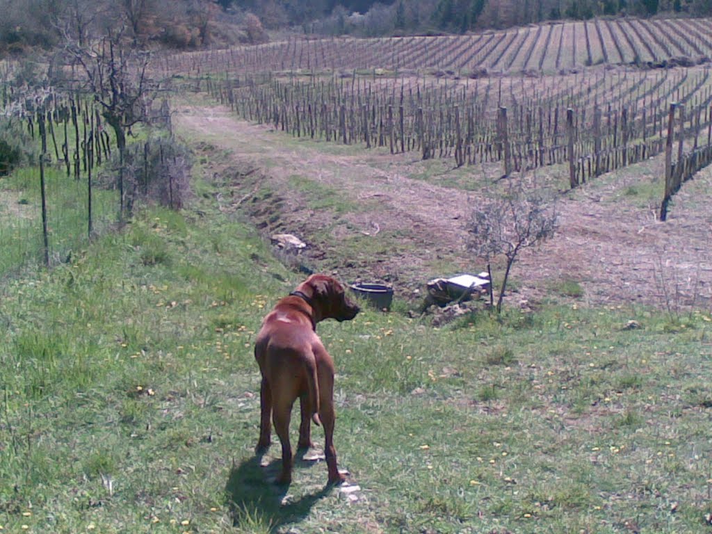 Le Vigne di Starda by castellodistarda