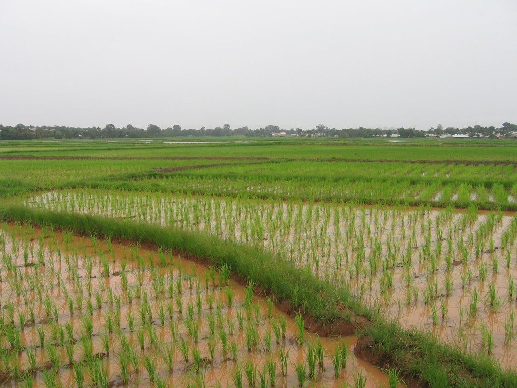 Rice fields, Bissau by Anos