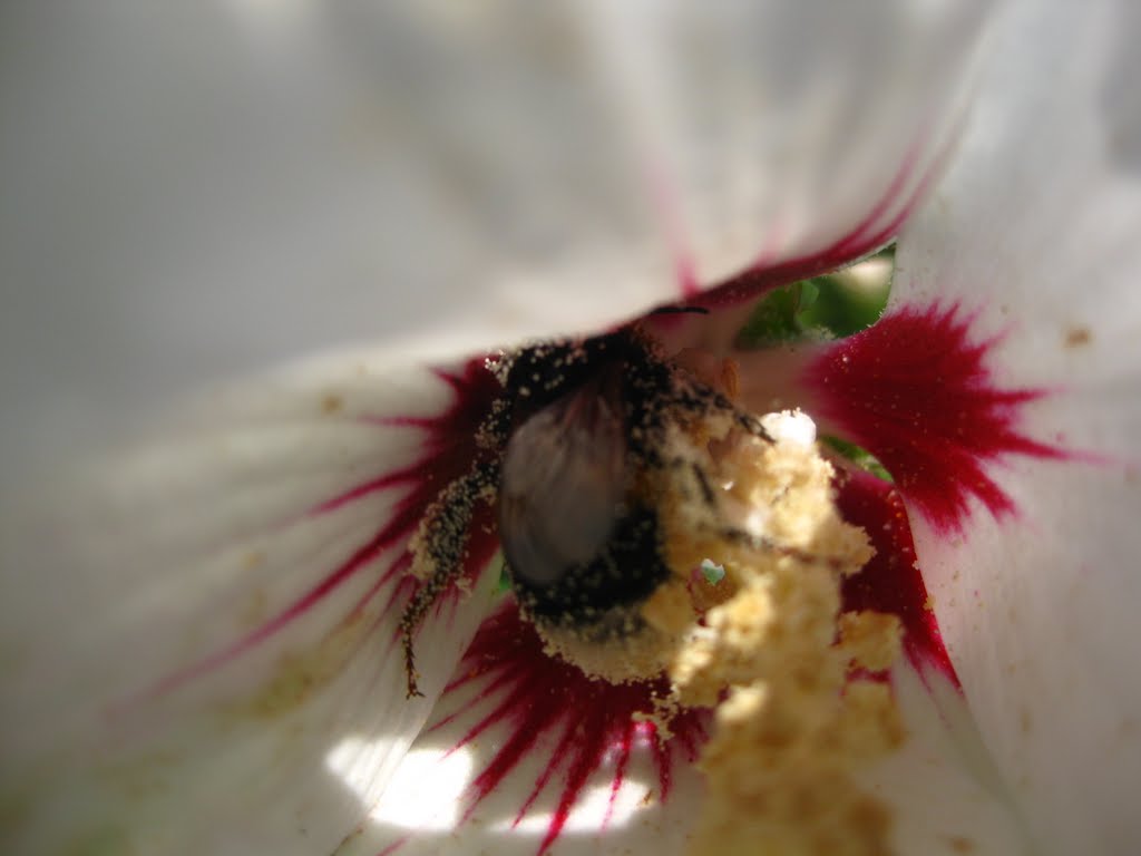 Biene beim Blütenstaub sammeln im Hibiskus by Andreas Nimz