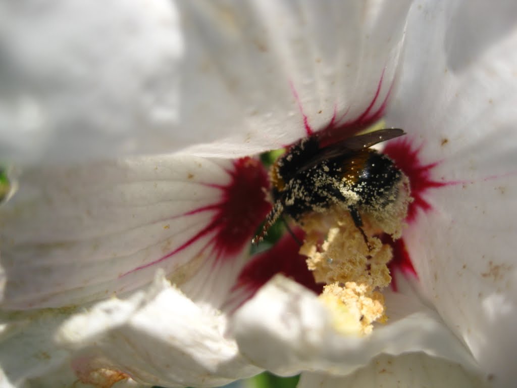 Biene beim Blütenstaub sammeln im Hibiskus by Andreas Nimz