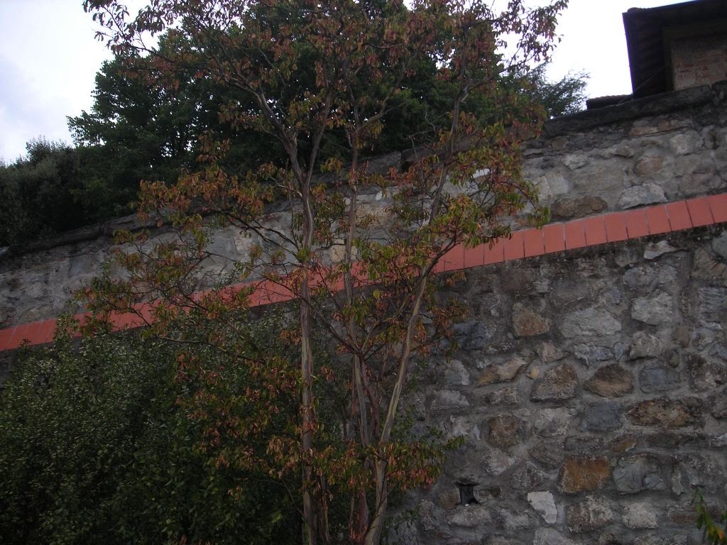 Albero dedicato al "GIUSTO" GINO BARTALI by Adriana.A.