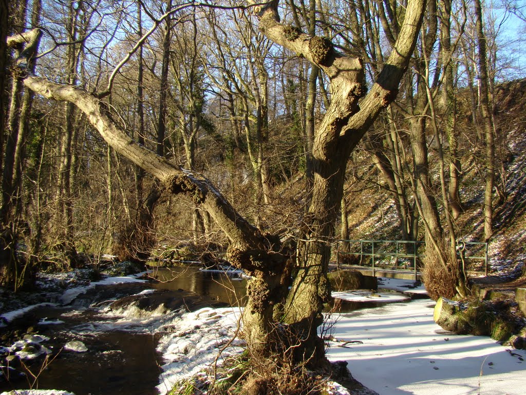 River Rivelin and trees in winter, Rivelin Valley, Sheffield S6 by sixxsix