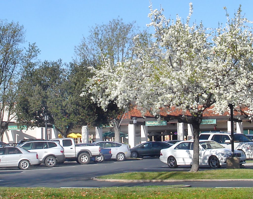 Winter Blossoms at the Shopping Center by Tereska