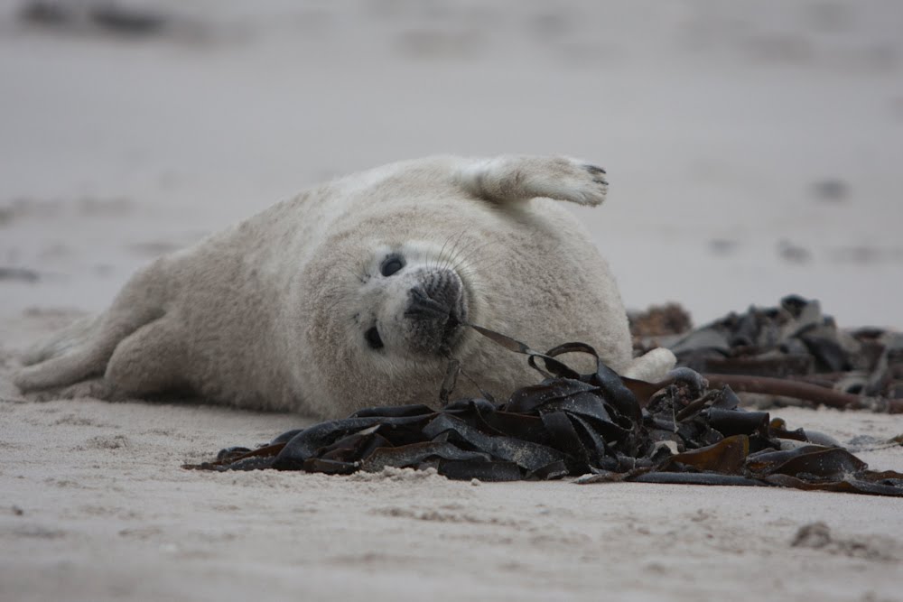 Spelende Zeehonden pup by Erik Uiterlinden