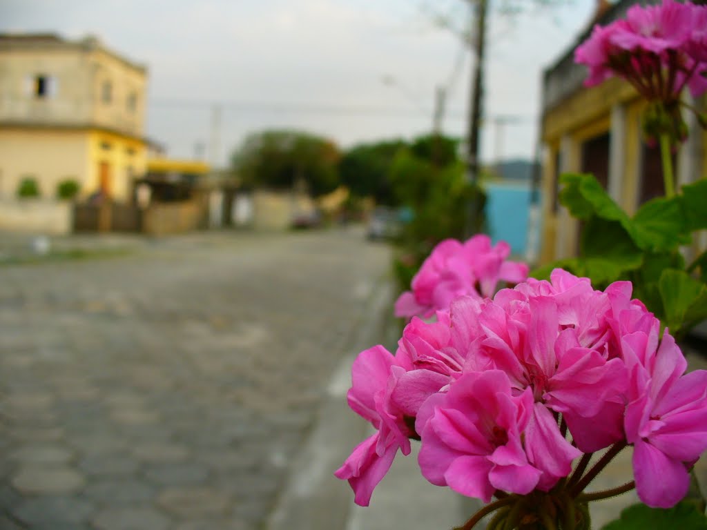 #Flor na Rua Monte Castelo# by Silvio Tadeu Garbulh…