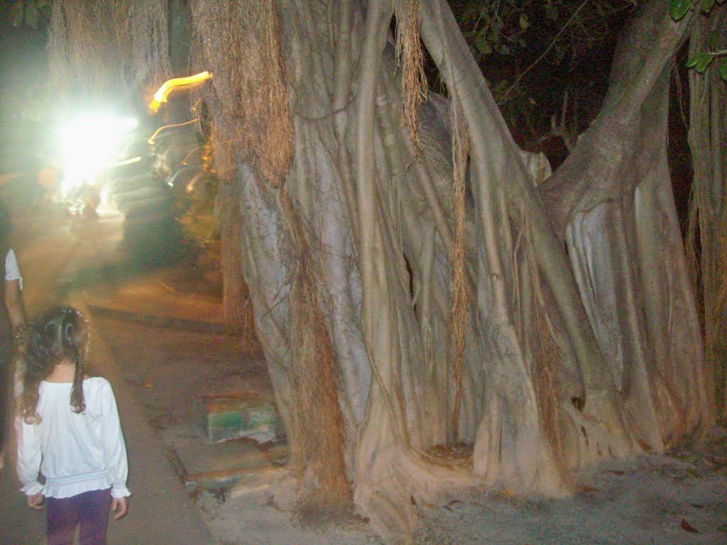 Old tree near 5a avenida by beto81mty