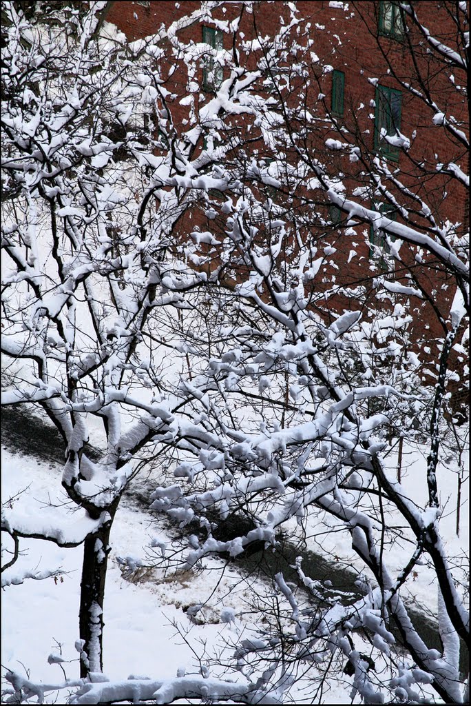 Snow in Stuyvesant Town - NYC - January 27, 2011 by LuciaM