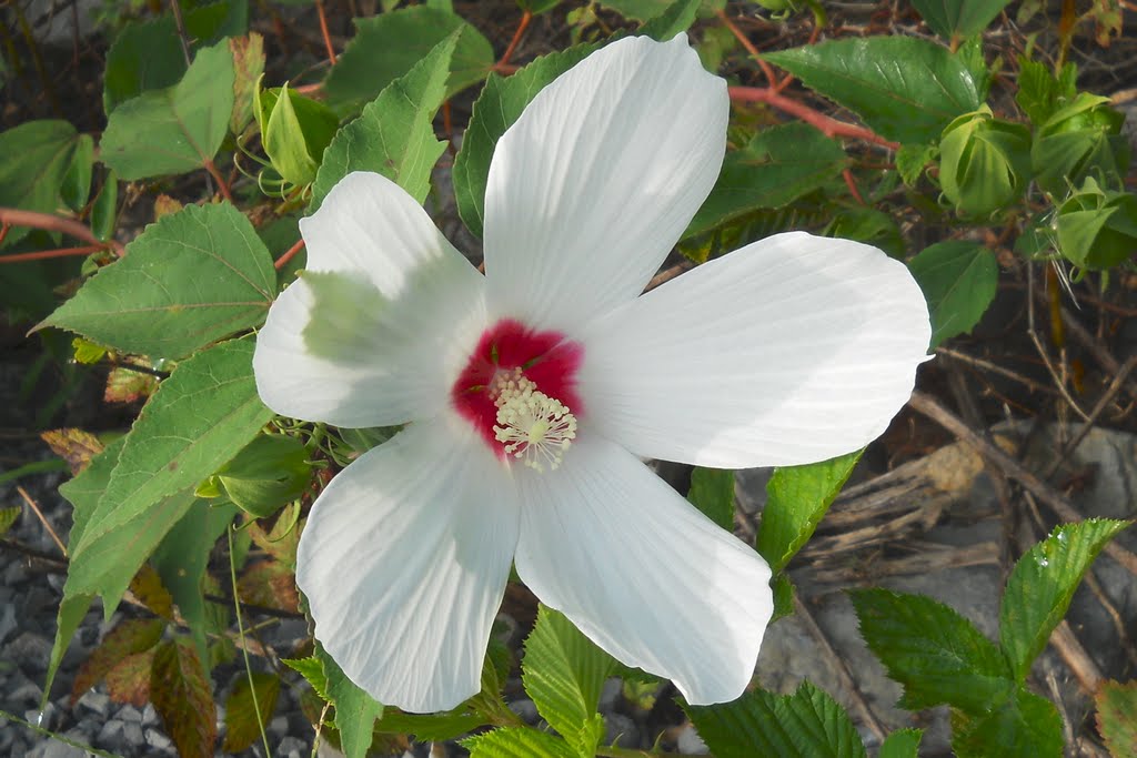 Flower on Trail at Hungry Mother State Park by hawk3598