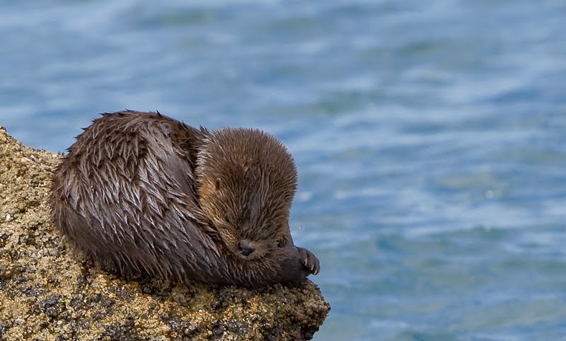 Nutria, Islotes de Puñihuil, Chiloé, Chile by Julio Gonzalez Domin…