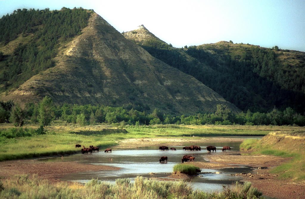 Bison crossing the Little Missouri by DeVane Webster