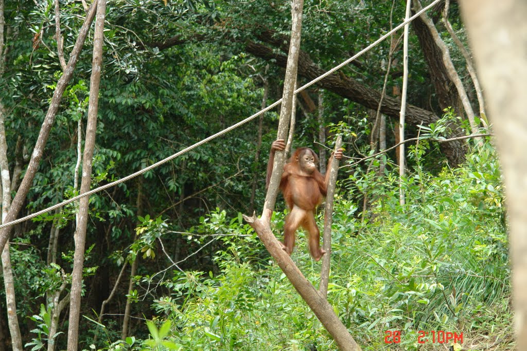 Orangutan close to the Shangri La by Hans Bartl