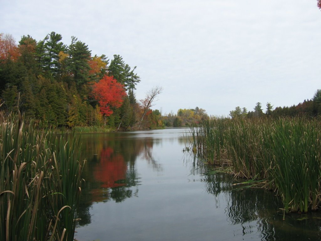 Scanlon Creek by smithwicks