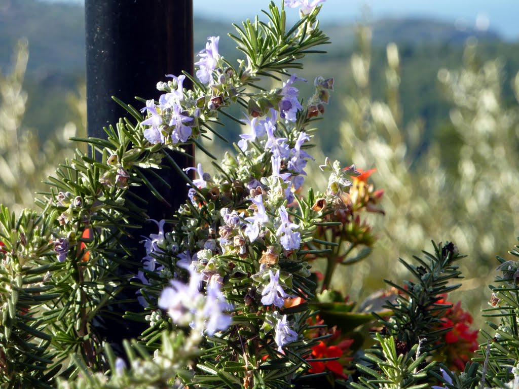 Winter flowers from Soller by Spiritualized Kaos