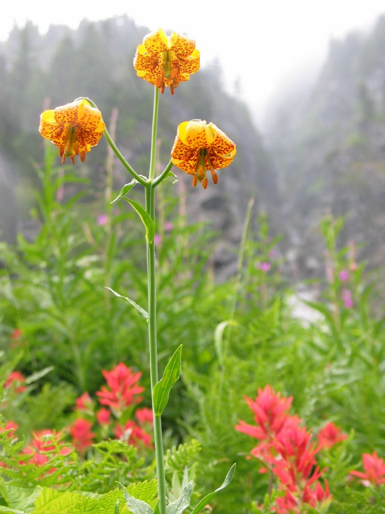 Tiger Lilly & Indian Paintbrush at Hannegan Pas by moontroll