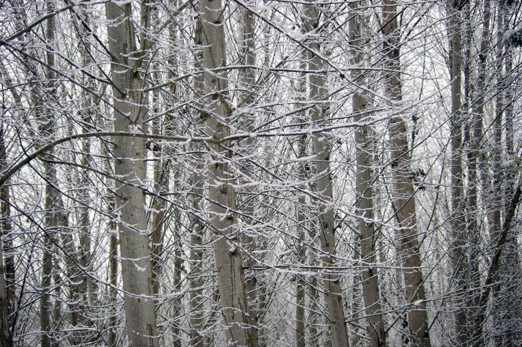 Árboles desnudos nevados. by antoniolm