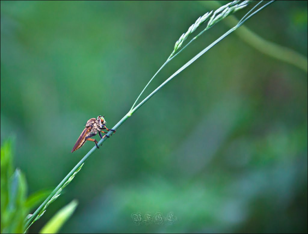 Robber Fly by BFGL