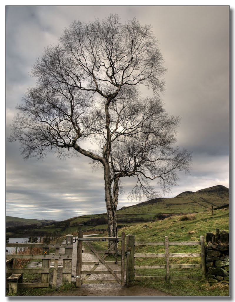 A tree for Winter, a tree for life! by Herb Riddle