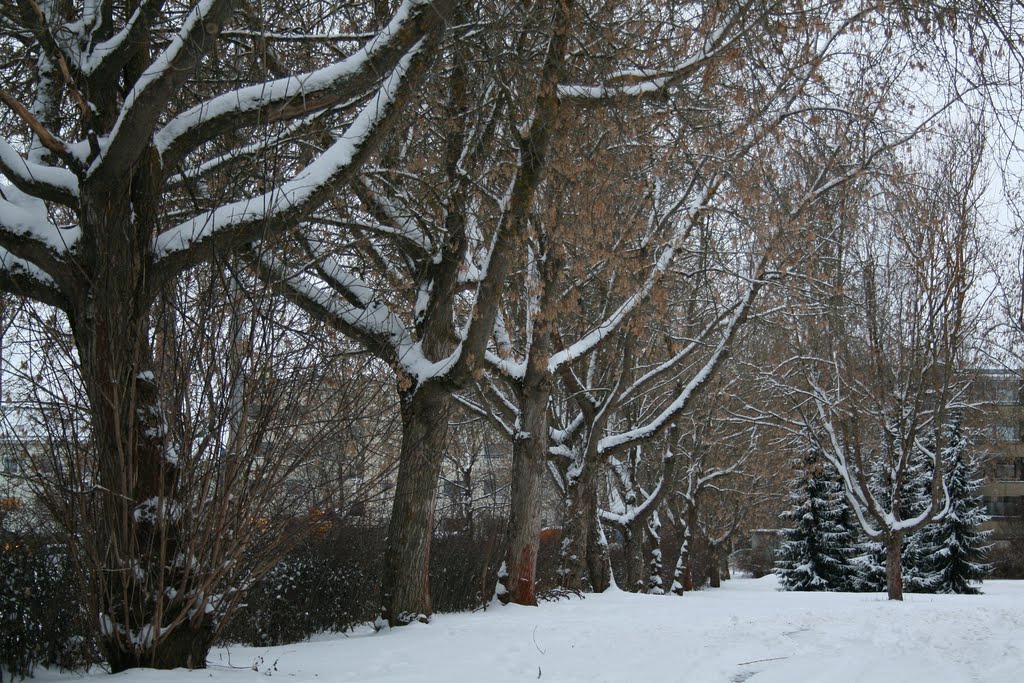 Snowy winter park scenery (Enlarge!) by Markus Nikkilä Photo…