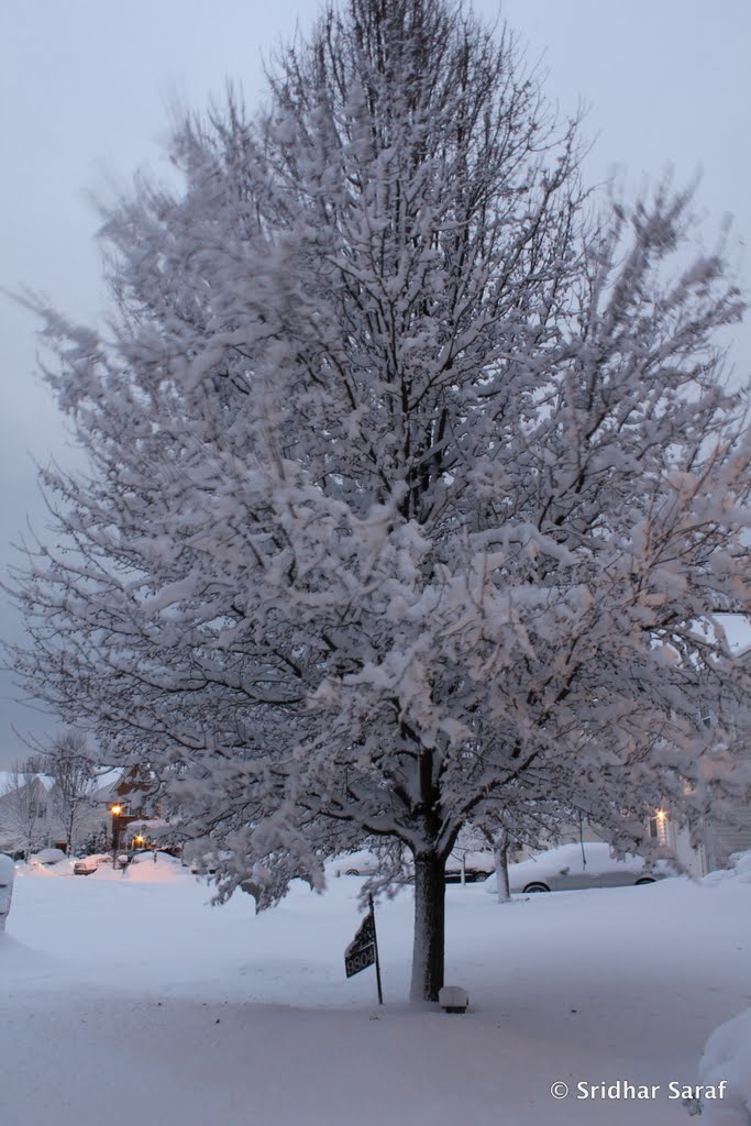 January Snow, Endora Court, Owings Mills, Maryland (USA) - 2011 by Sridhar Saraf