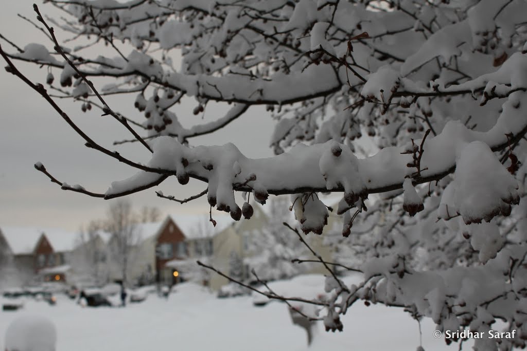 January Snow, Endora Court, Owings Mills, Maryland (USA) - 2011 by Sridhar Saraf