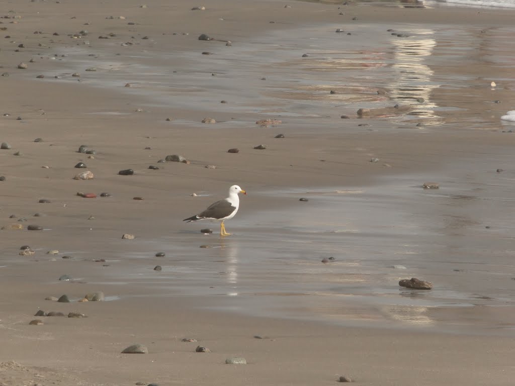 Gaviota by Edwin Yrupaylla