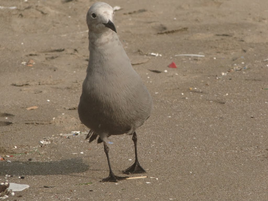 Gaviota posera by Edwin Yrupaylla