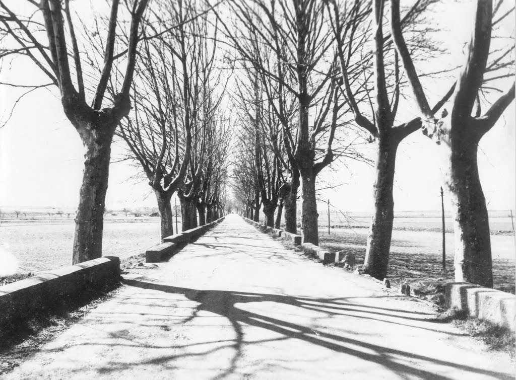 Carretera hacia Valencia (Plataneros), invierno de 1910 by DnTrotaMundos ☮