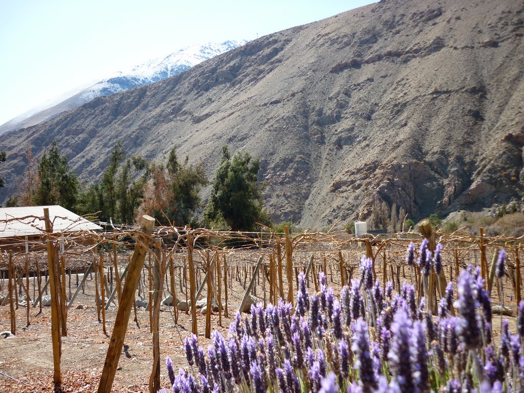 Lavanda en el Elqui by NOÉ GONZÁLEZ GALLEGO…