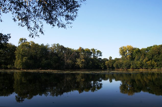 McDowell Grove Forest Preserve, Naperville by Wei O'Connell (tianphoto)