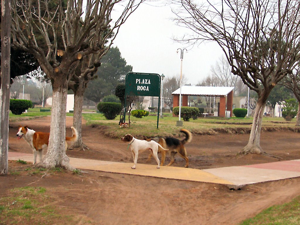 Plaza Roca. Casi casi más linda que la principal by mricagno