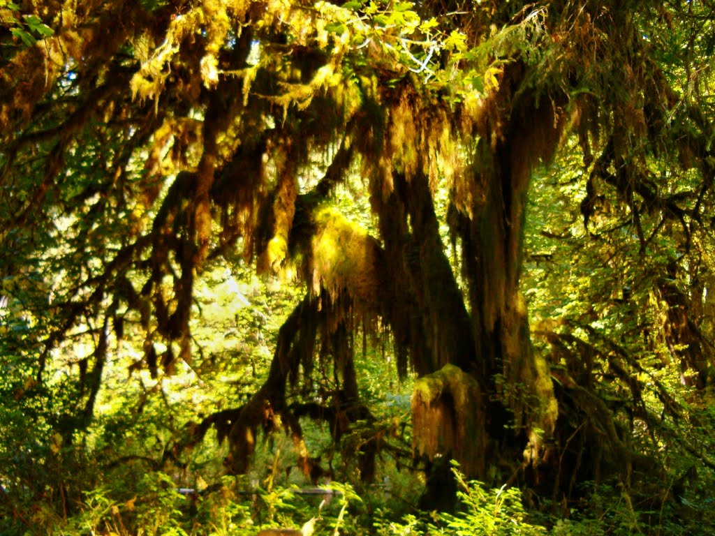 Treebeard, Hoh Rainforest by Square4